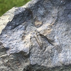 Paradoxides gracilis